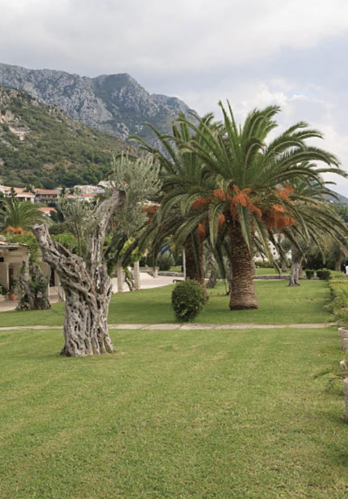 paysagiste Nice taille magnifique olivier