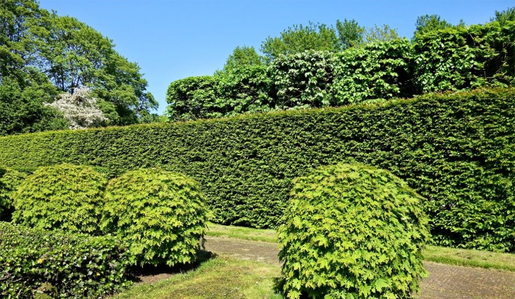 %agnifique taillage de haie réalisé par notre paysagiste nice