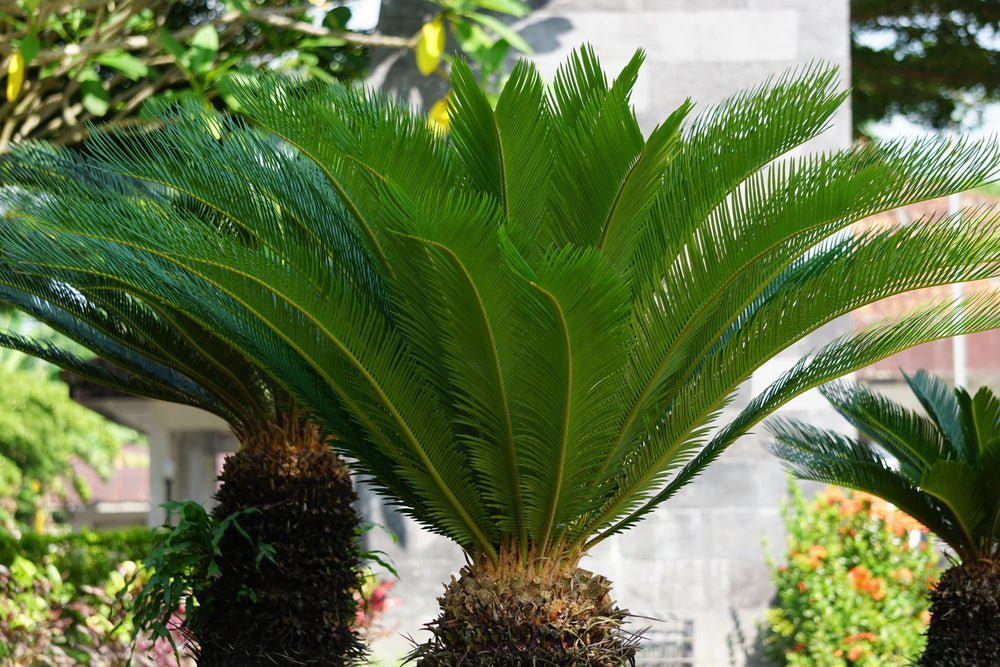 top 10 des plantes méditerranéennes
