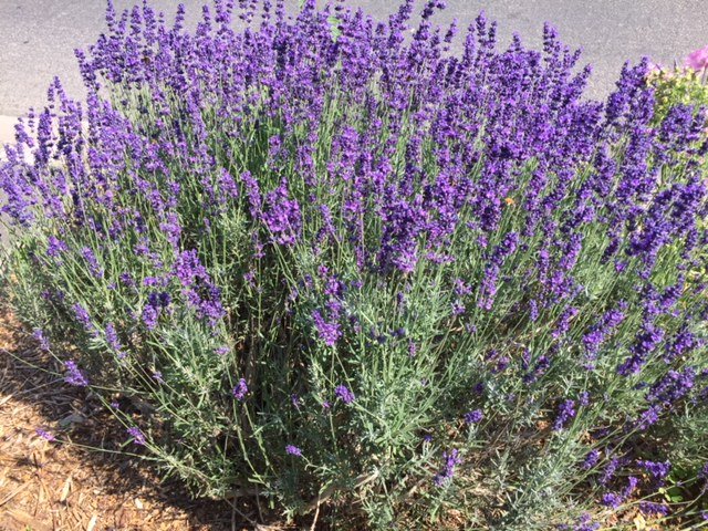 entretenir la la lavande pour une floraison abondante